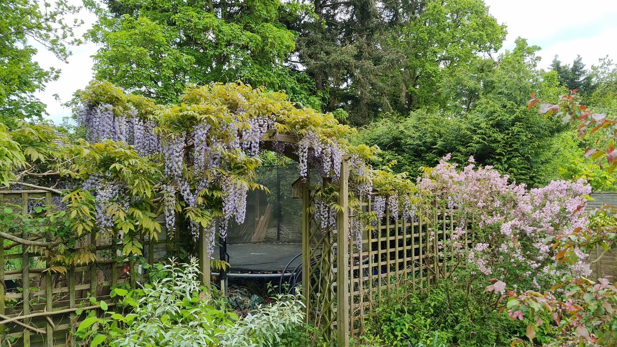 First time in a few years I've had flowers on the wisteria - been frosted at a critical moment in the last couple of years. Doing a bit of a double act with the lilac.
