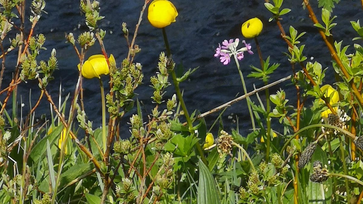 TeesdaleFlora's tweet photo. Guided walk round Holwick on Sat by Tom Gledhill was a great start to Teesdale Special Flora’s season 
Next:
Spring Gentians at a Photographer's pace
Wed 17th May 
Book- https://t.co/uvw0eUJmBr
Partner of @NHeartlands  funded by #GreenRecoveryChallengeFund @HeritageFundUK https://t.co/rdmeg9nDaG