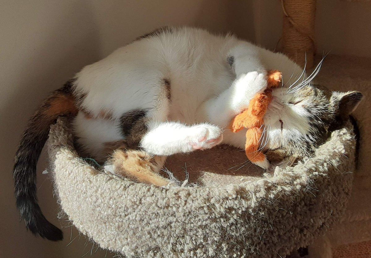 AgathaGrimke's tweet photo. #sofierce #houseguardian #stuffedwithnip https://t.co/cqmi2XlzC2
