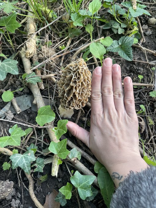 morels