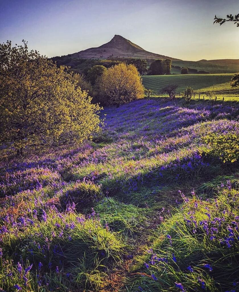 IgersYorkshire's tweet photo. FEATURE OF THE DAY 💫🌟
———————————————— 
Bluebells at Dawn by @huggywanderlust
———————————————— 
Location: Roseberry Topping
Featured by: @carlmilner 🍊Carl
————————————————
Use Hashtag #igersyorkshire
————————————————
To be part of the IgersYorkshire … https://t.co/FVy8wGMo5m https://t.co/WOkFXI54nY