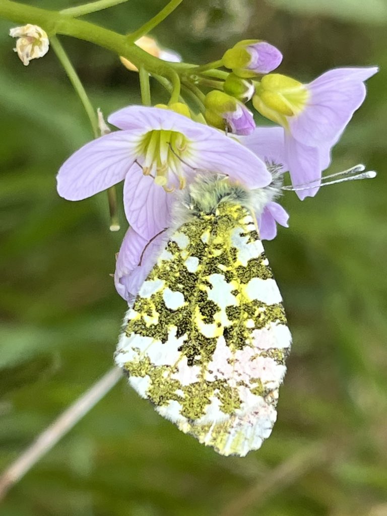 catherineheaney's tweet photo. Orange-tip butterfly enjoying the cuckoo flower #NoMowSummer #NoMowMay #pollenator https://t.co/V0vufUjWCe