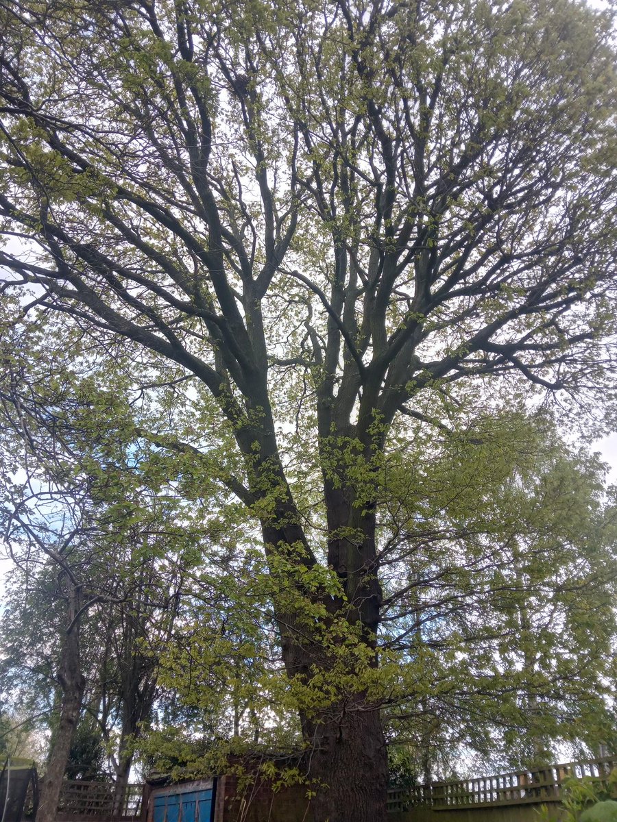Trees can survive without humans, but we can't live without trees. This beauty is hidden in an estate in Stroud Green, a 150+yr-old oak - at the moment not protected. <a href="/haringeycouncil/">Haringey Council</a> <a href="/mikehakata/">Mike Hakata</a> <a href="/WoodlandTrust/">WoodlandTrust</a> <a href="/HamandHigh/">Ham&High</a> <a href="/treeruss/">russell miller</a> <a href="/TheStreetTree/">Paul Wood 🌳</a> <a href="/paulpowlesland/">Paul Powlesland</a> <a href="/N4Area/">Healthy Streets Stroud Green</a>