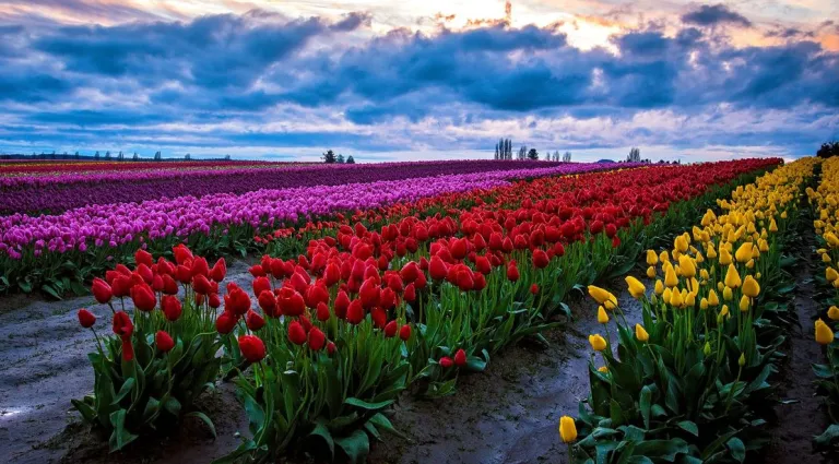 BoomersDaily55's tweet photo. WASHINGTON STATE VIEWS: THE 2023 SKAGIT VALLEY TULIP FESTIVAL
May 14, 2023 @CBSSunday: A #videotour of the #SkagitValleyTulipFestival in northwest #WashingtonState. #FlowerFestivals #videos https://t.co/Z9GWU2YZ4M https://t.co/rTZrU4dQcG