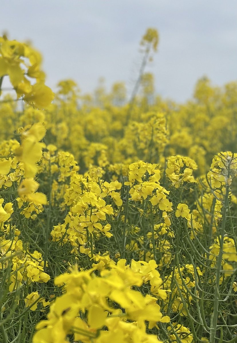 Mooi die bloeiende koolzaadvelden in Het Hogeland!