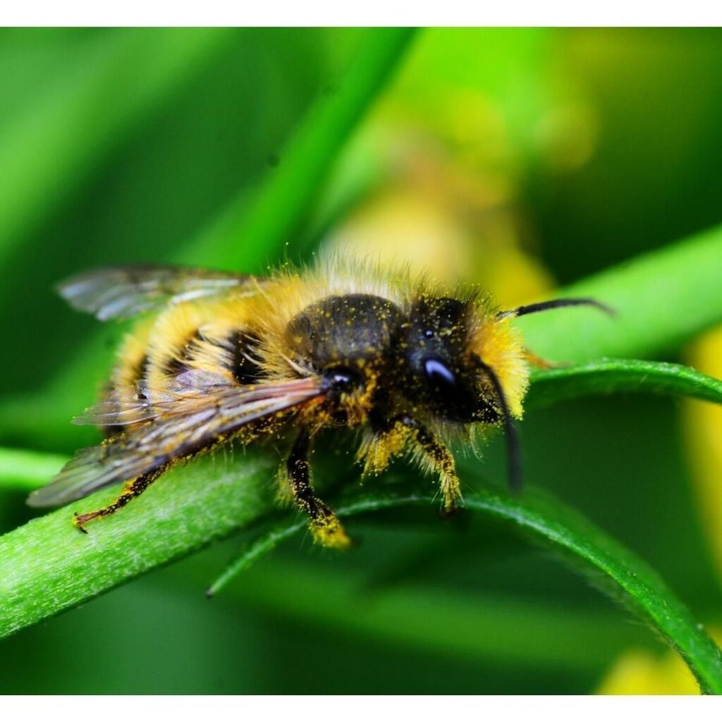 🇮🇹[APE]

Whether you like the classic millefiori, acacia, chestnut, eucalyptus, linden or honeydew, it doesn't matter, Italy is rich in quality honey with special characteristics. Many Italian beekeepers are engaged in honey production

#miele #honey #it… instagr.am/p/CsOZKSfOjed/