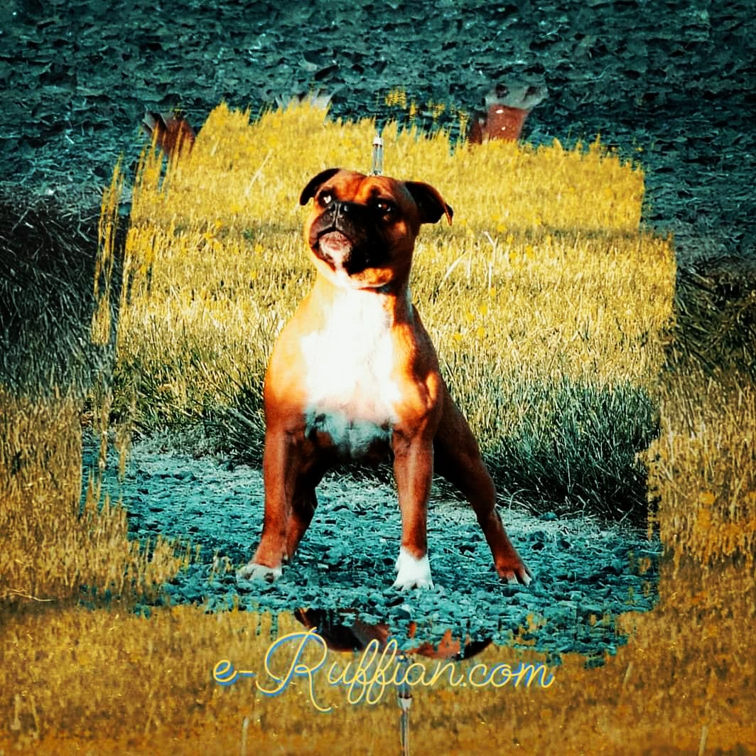 e-Ruffian.com SBT Kennel tweet media