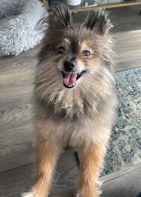 A few nights ago, I experienced the heartbreaking loss of my first fur baby. Even though Xavi had his<a href="/tag/newyears"class="tags"><span>#newyears</span></a><a href="/tag/newyearsday"class="tags"><span>#newyearsday</span></a>