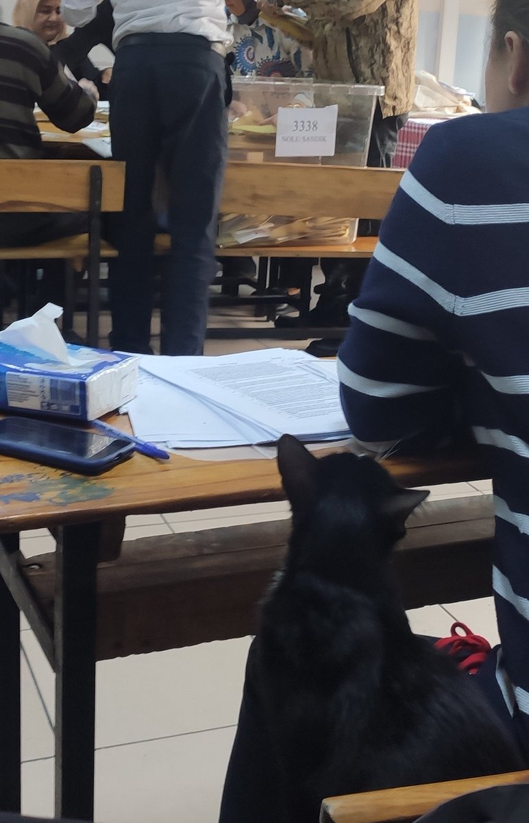 İstanbul kedileri sayıma katıldı #sayım