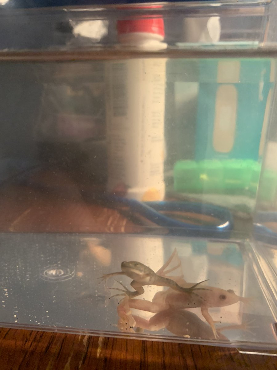internetphx's tweet photo. everyone meet martin he is my new baby he is so cute he has an extra claw<3 he is scared of walter but soon they will be buddies https://t.co/vMEbNMnlho