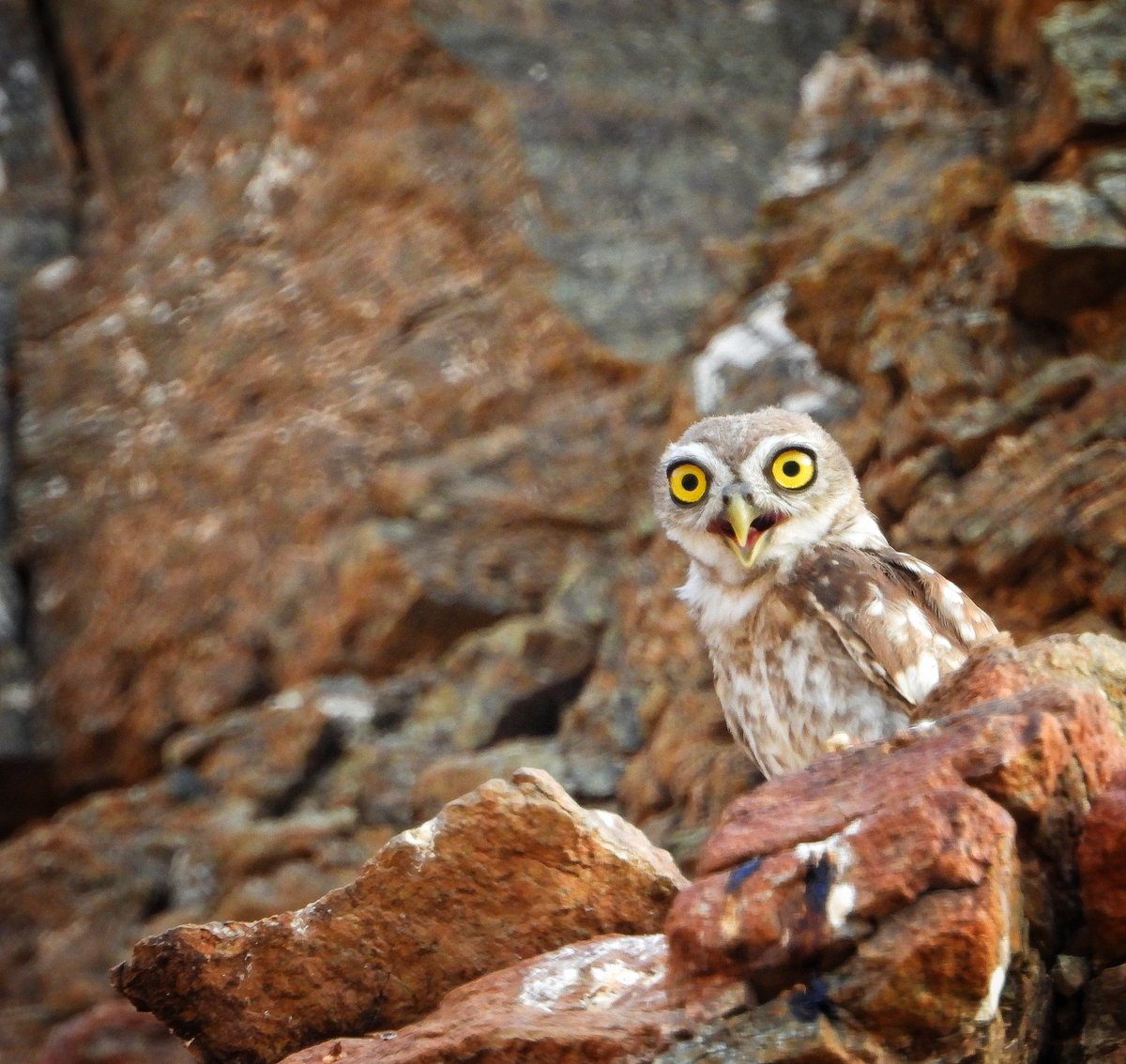 'Caught me by surprise! 🦉😲
 #LittleOwl #SurprisedExpression #UnexpectedVisitor 
#birdsofuae #birdwatching #birds #UAE #birding #Owl  #Fujairah #photography 
#birdphotography #wildlifephotography