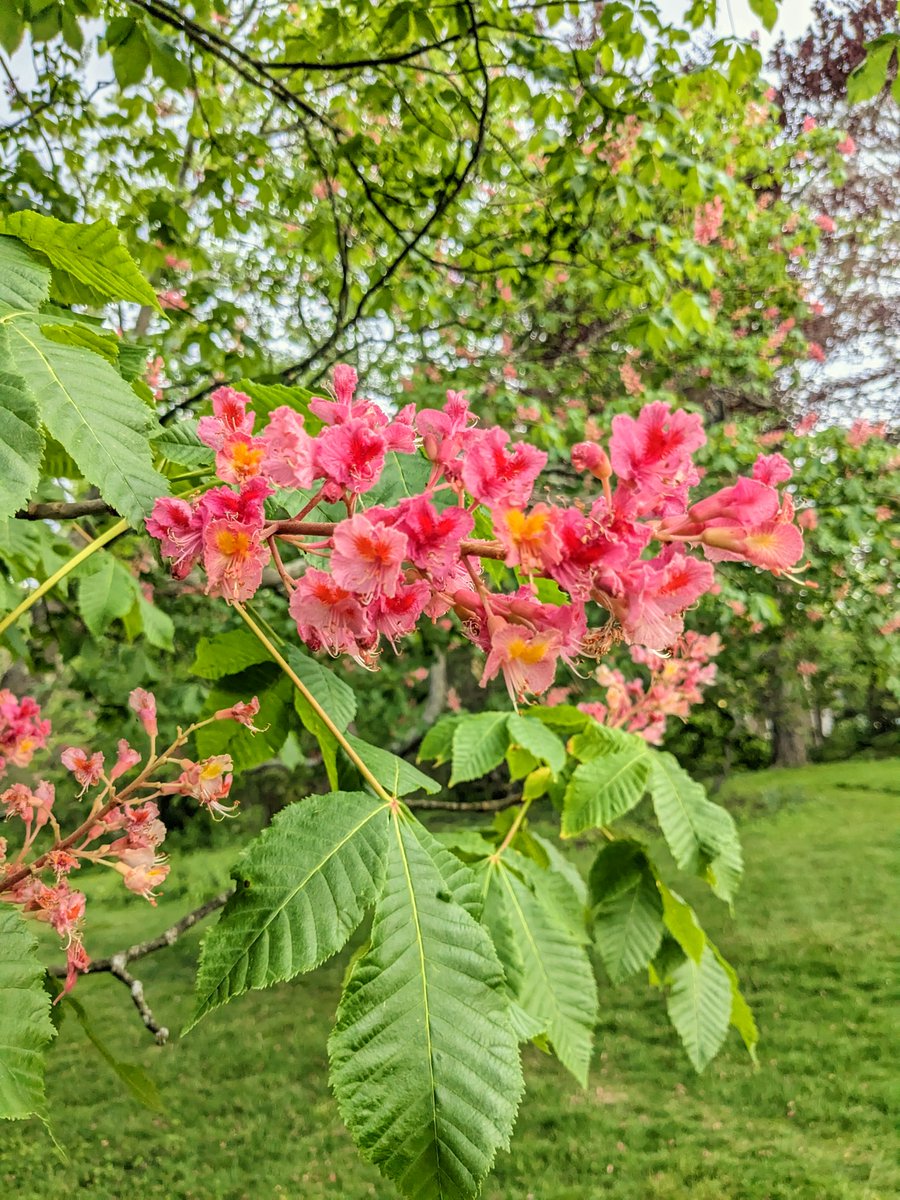 CTNotableTrees's tweet image. New photo: Champion Red Horsechestnut #tree  #NewHaven oak.conncoll.edu/notabletrees/V…