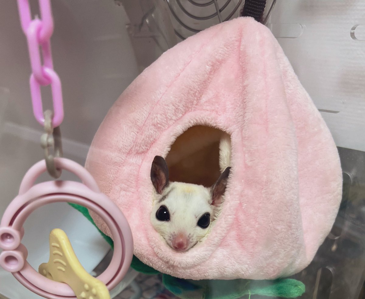 今日から出張のためうぎちゃんと2週間会えなくて寂しいけど、うぎちゃんに美味しいご飯食べてもらうためにママは頑張る(๑˃̶͈̀o˂̶͈́๑)！！！！早くも恋しい🥺🥺🥺🥺🥺💕