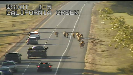 WSDOT North tweet media