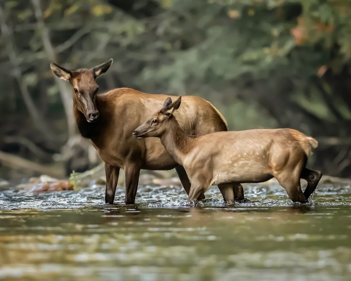 A Mother's love is universal. 💙 🧡 Happy #MothersDay! 
📷 cassiariveraphotography

#mothersday2023 #discoverjacksonnc #playonnc #discovernc #jacksoncounty #northcarolina #visitnc #828isgreat #makeityournature #explorenc #onlyinnorthcarolina