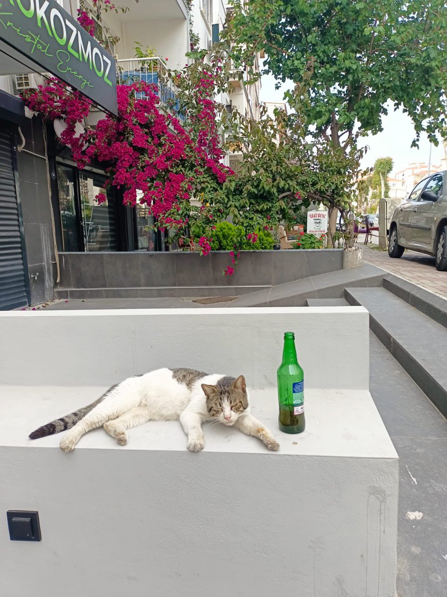 İzmir’de laik bir kedi