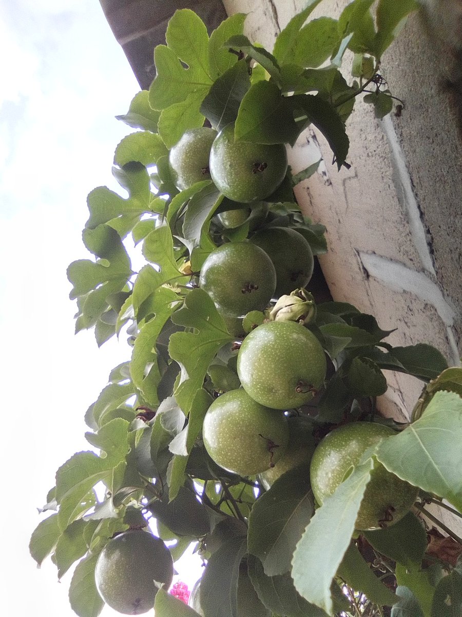 Empire of Guanduania ☮️ tweet media