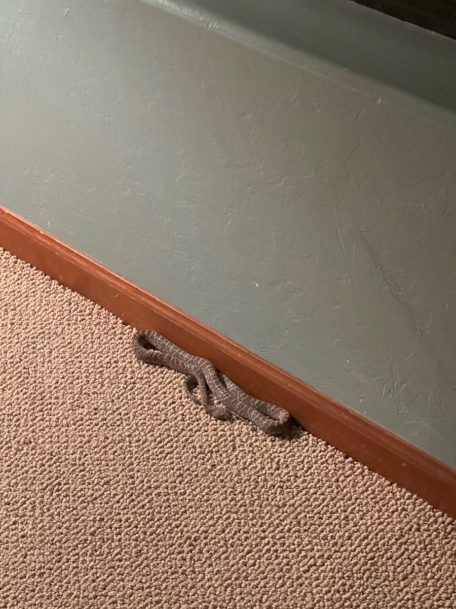 ambersumpter's tweet photo. Sneaky snake https://t.co/baMXVCWFmM