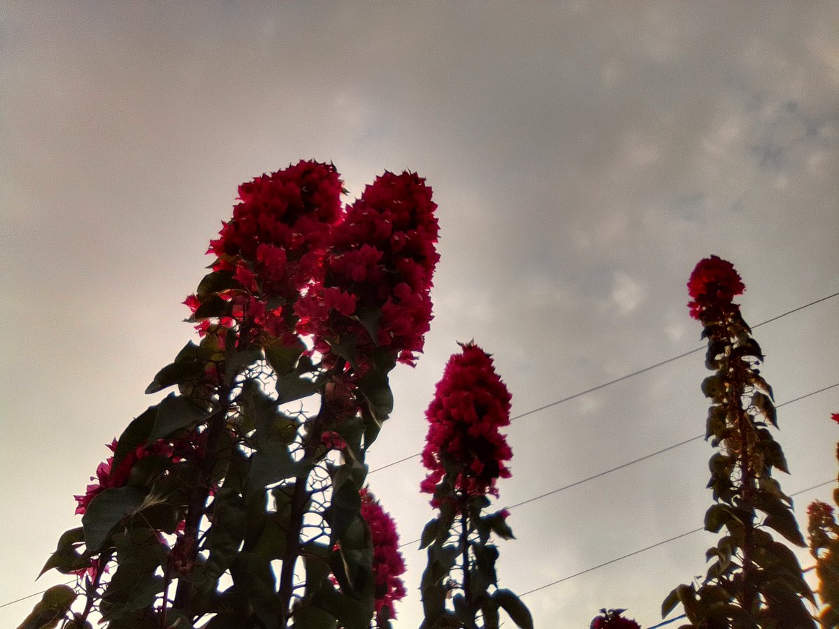 Empire of Guanduania ☮️ tweet media