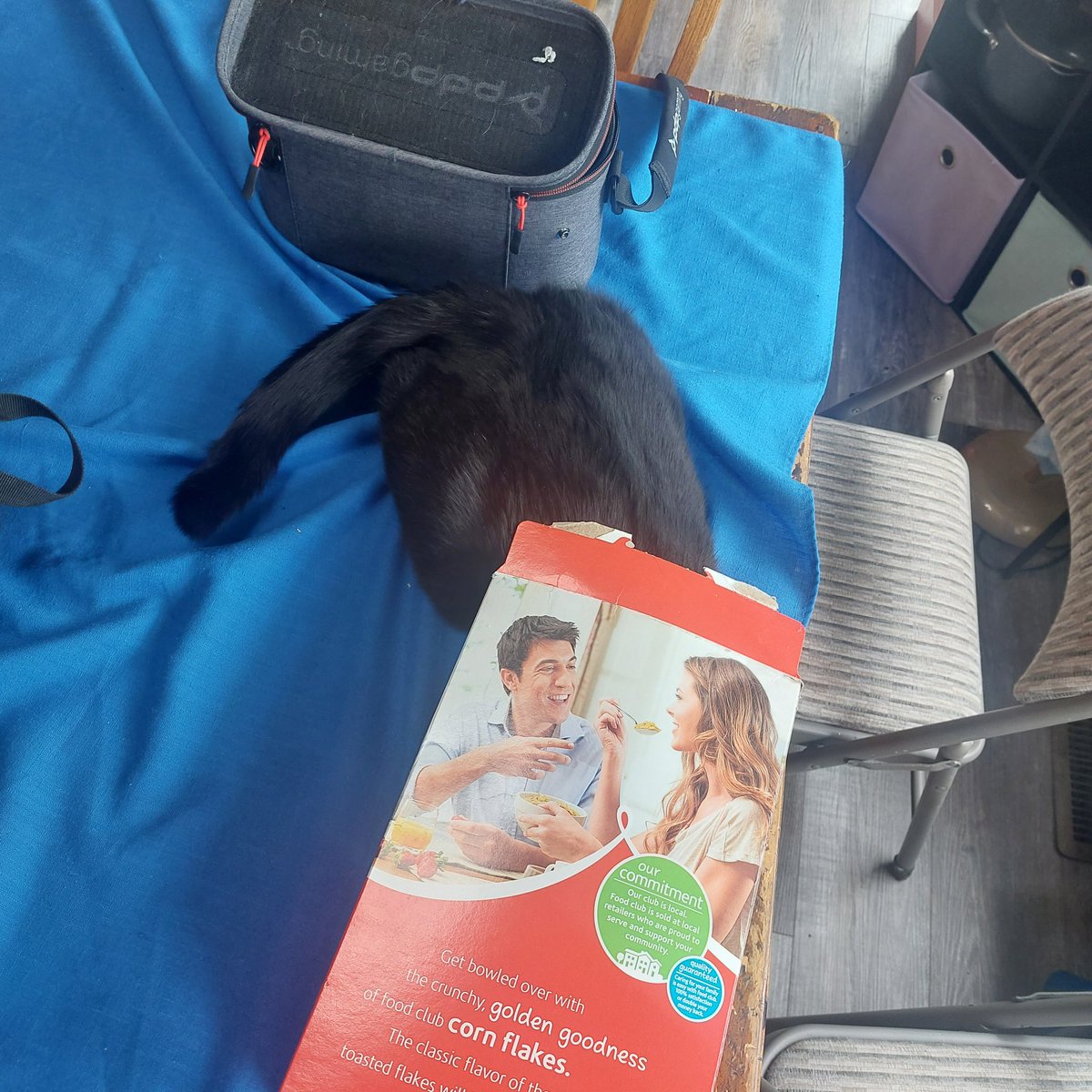 armoiresome's tweet photo. If you see this, QT with the most recent photo you took of your pet. No cheating. https://t.co/GnI0CX9Y1x