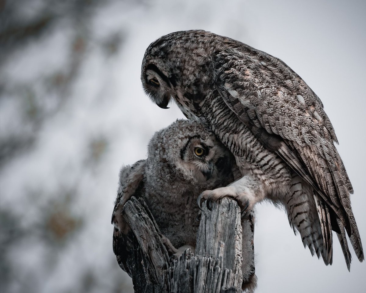 Tanner_B8's tweet photo. A beautiful and tender moment of a great horned owl displaying her mothering skills- Happy Mother’s Day to all the mamas out there! #wildlifephotography #MothersDay2023 #mothers #owls https://t.co/xt7Dsi2Gum