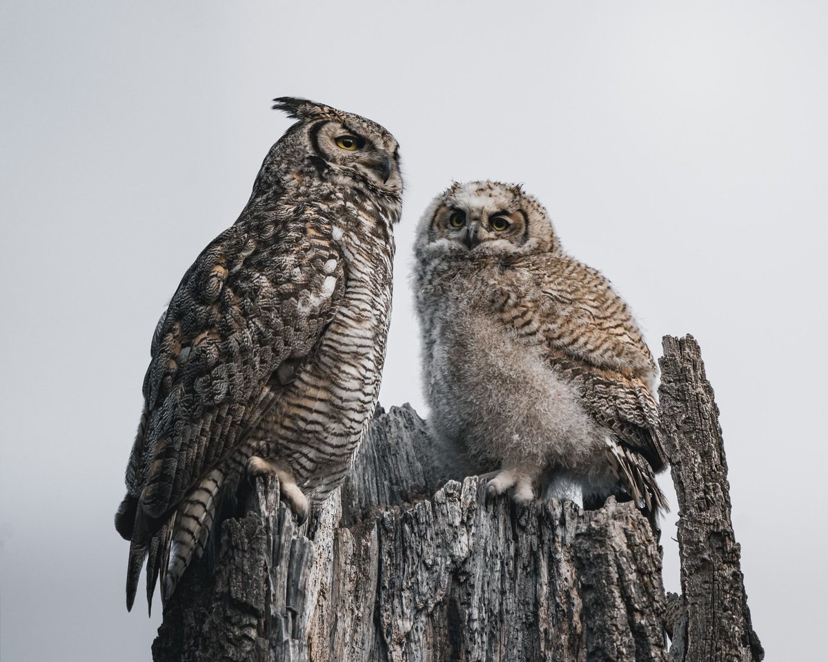 Tanner_B8's tweet photo. A beautiful and tender moment of a great horned owl displaying her mothering skills- Happy Mother’s Day to all the mamas out there! #wildlifephotography #MothersDay2023 #mothers #owls https://t.co/xt7Dsi2Gum