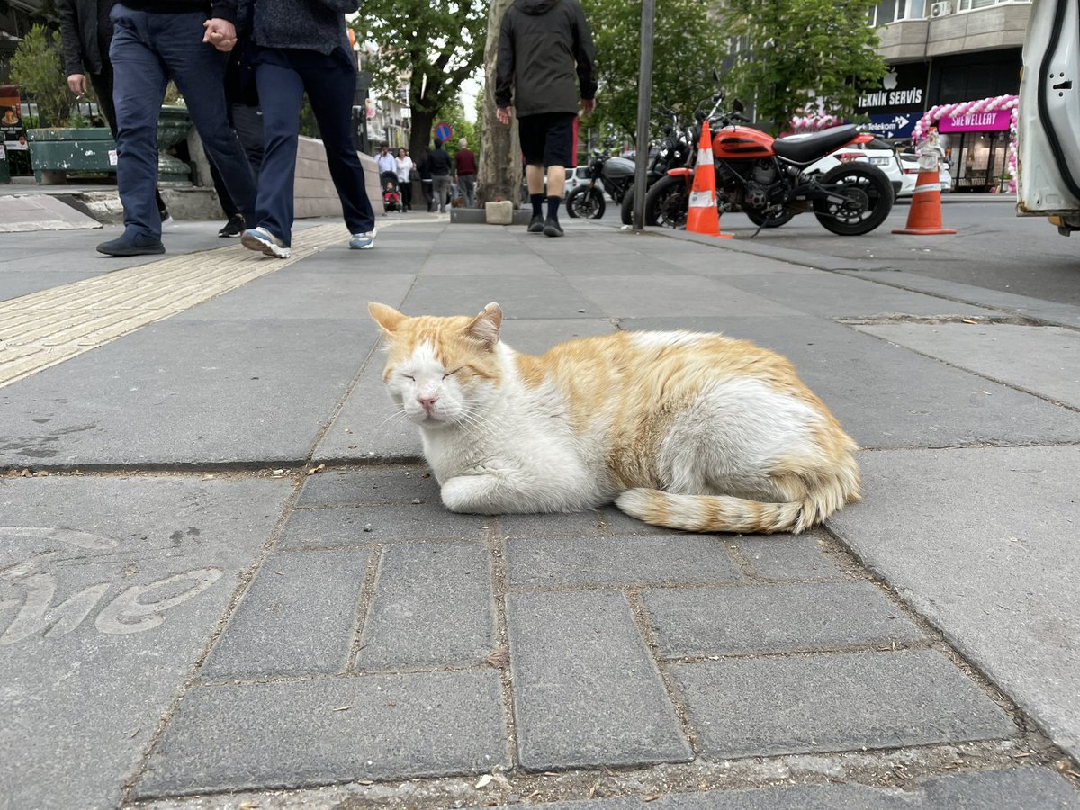 While a whole day of voting happened, even relentless campaigning before, it appears this cat hasn’t moved #catsofAnkara