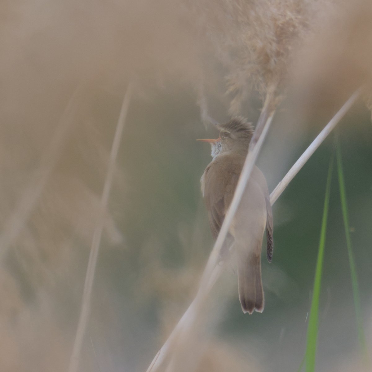 AegonV's tweet photo. Balquer | Carricero tordal
#Balquer #CarriceroTordal #Acrocephalus_arundinaceus #GreatReedWarbler
#amateurphotography #natura #nature #naturaleza
#birdingphotography #Birds #Ocells #birdingcatalunya #Aves #birding
#tamron #Nikon https://t.co/xSECcgUZMl