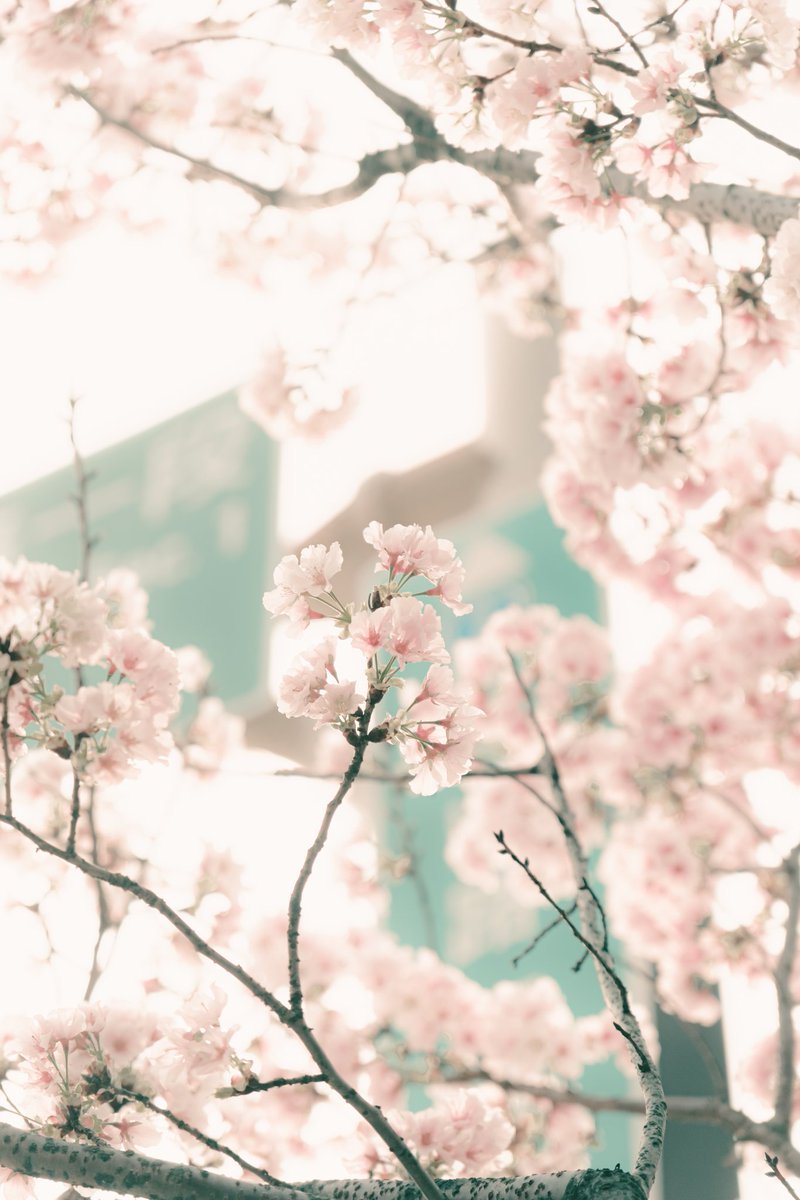 今天是母親節 雖然沒有康乃馨
就讓我用櫻花代表慶祝一下 
母親節快樂 各位媽媽辛苦了！

今日は母の日カーネーションはないけど
桜の花でお祝いしましょう 
母の日おめでとうございます。お母さんお疲れ様でした!

📸 FUJIFILM XT4 TAMRON 17-70 
F2.8 1/1250s ISO640
#lightroom