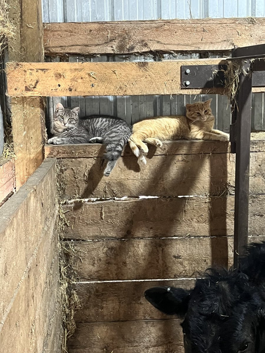 Bruce Curle tweet media