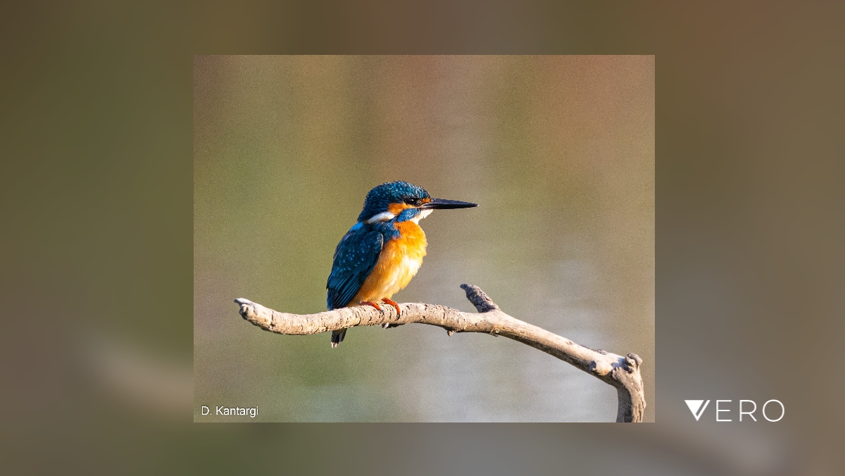 #Bird #Wildlife #Perching #Beak #Nature #Outdoors #Branch #AnimalWildlife #Tree #OneAnimal #kingfisher vero.co/dimiboy/3b4-R8…