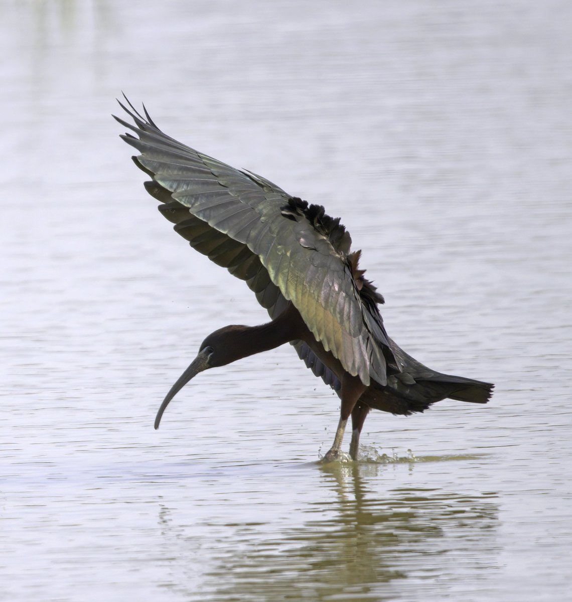 Glossy Ibis. Majorca