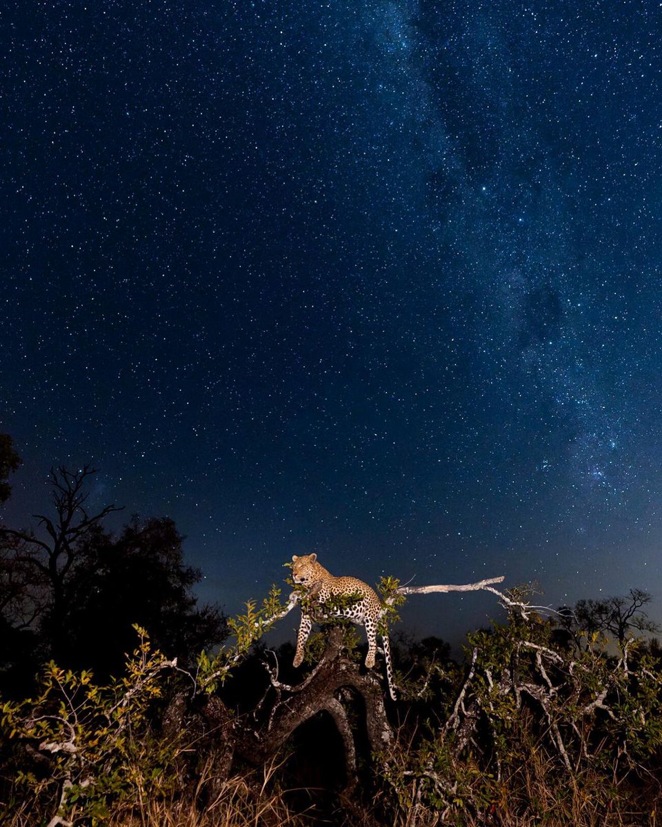 South African Tourism (@southafricauk) on Twitter photo WOAH. What a shot! 😍👏 It's true, we see incredible wildlife photos every day, but this one of a leopard in Sabi Sands Game Reserve, captured by wildlife photographer <a href="/marlondutoit/">Marlon du Toit</a>, really took our breath away. 🤩
Just spectacular! WOAH. What a shot! 😍👏 It's true, we see incredible wildlife photos every day, but this one of a leopard in Sabi Sands Game Reserve, captured by wildlife photographer <a href="/marlondutoit/">Marlon du Toit</a>, really took our breath away. 🤩
Just spectacular!