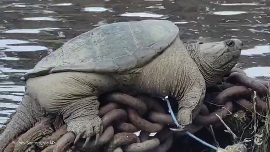 FamousLIMX's tweet photo. 👀 Look at the side of that thing 
#turtle https://t.co/qr8eb5Q5TW