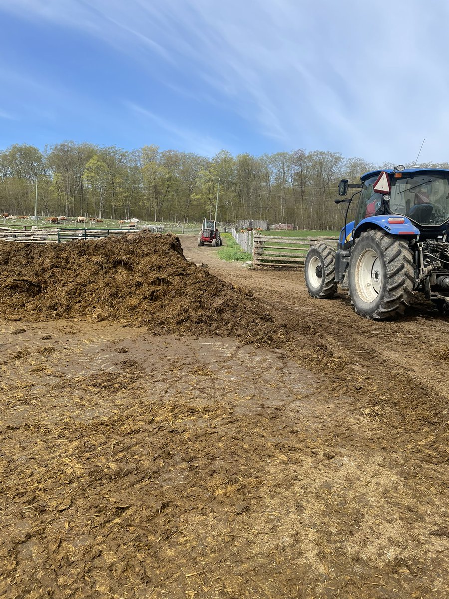 BruceOrford's tweet photo. Lined up to get to the manure pile https://t.co/uWrYYZ0D0T