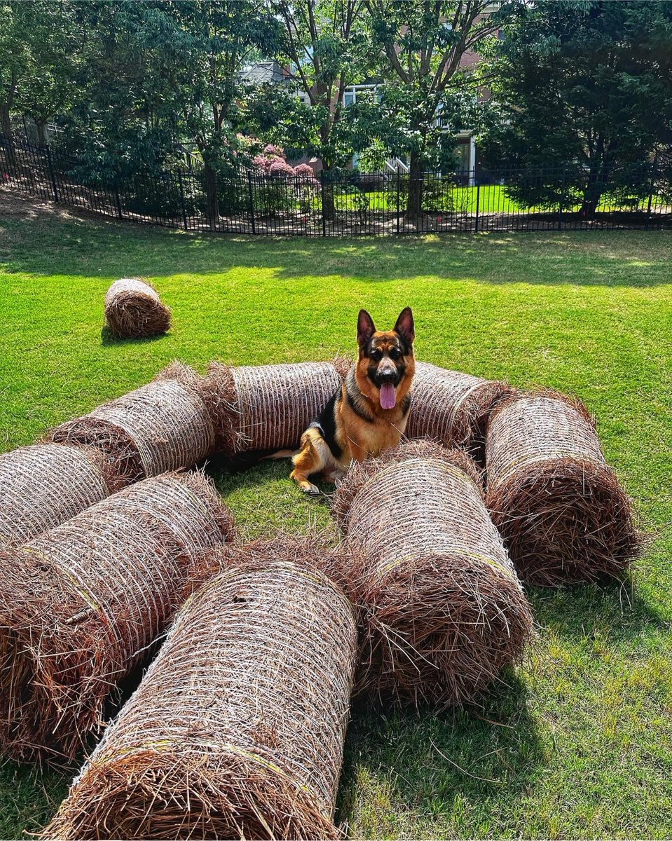 atlantapetlife's tweet photo. Because yard work won't do itself, even on a Sunday Funday... 😉
🐶 Shadow 

Have a great day out there furriends!💕

#atlantapetlife #sundayfunday #doggo #atldogs #atlantapets #petlife https://t.co/Rx51VfZ1Zs