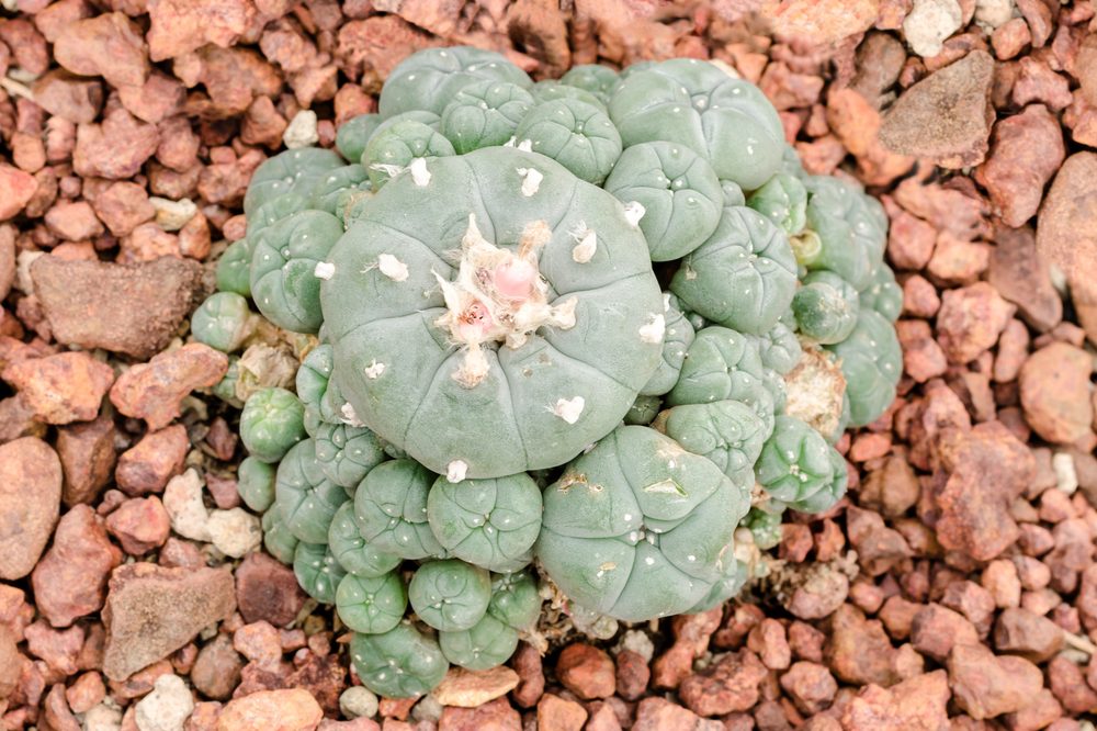 RxLeafMD's tweet photo. #Peyote is a spineless cactus with a psychedelic ingredient called #mescaline. It is being studied for the treatment of #depression and #alcoholism.
READ MORE: https://t.co/TyRATHpeCa
#plantmedicine #rxleaf https://t.co/JkqzVR06Ts