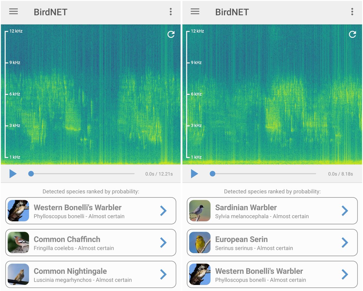 Dani_Sanchis_t's tweet image. 📢🎵Malgrat la manca brutal d'aigua, aquest migdia el bosquet de pins bullia amb cants de gafarró, tallarol, rosinyol, mosquiter pàlid, pinsà, tudó, gratapalles, puput, aligot, cadernera, merla, abellerol... Alt Segrià. #birdnet