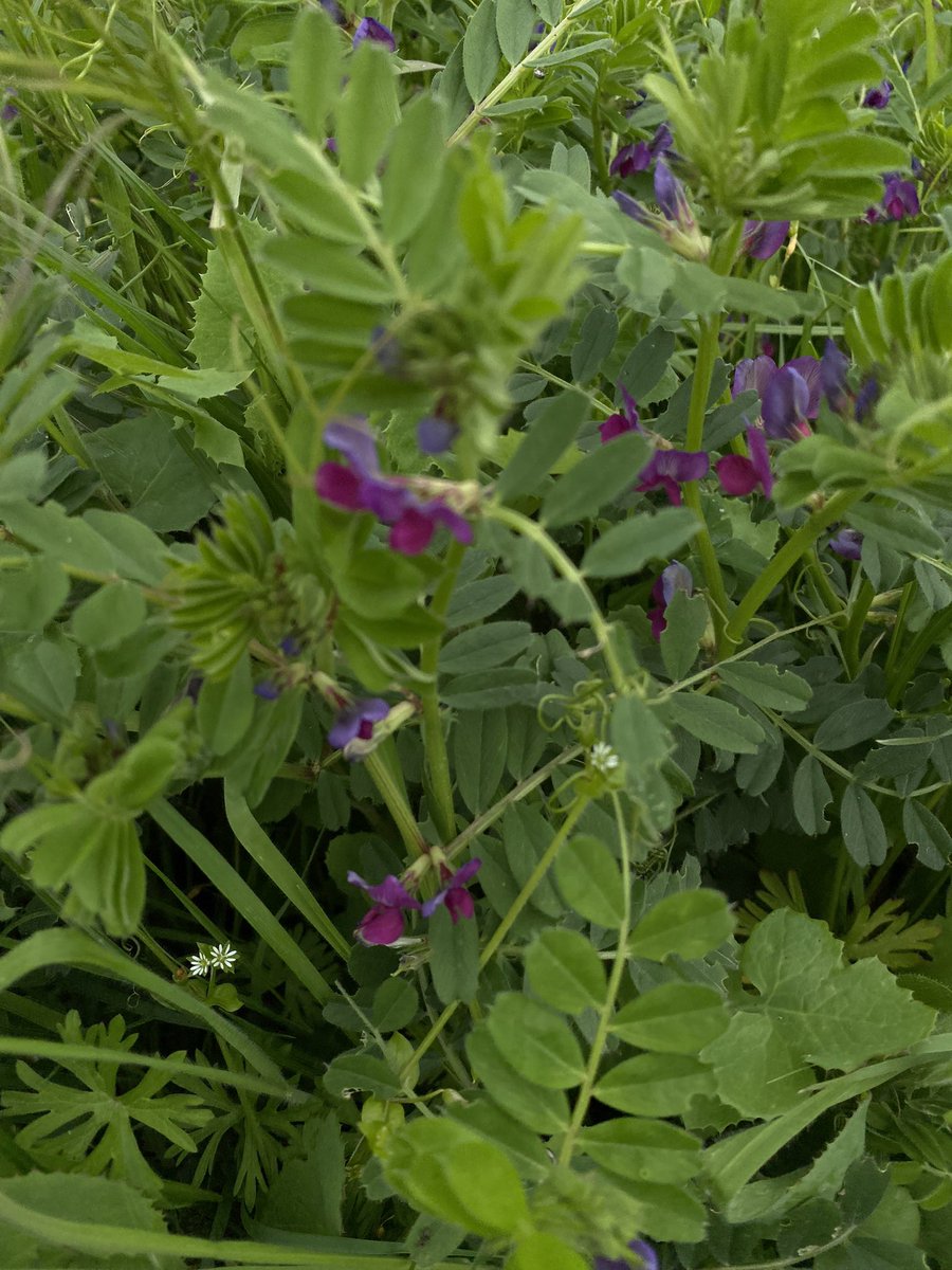 Excited to be meeting year 5s this week to introduce #CommunityGarden project funded by <a href="/NAEE_UK/">NAEE in the UK</a>. - Taken pics to show some garden flora &amp; fauna &amp; of course preparing some past &amp; present <a href="/Digimap4Schools/">Digimap for Schools</a> maps so we can talk about ‘change’ ahead of their first visit. #rewilding