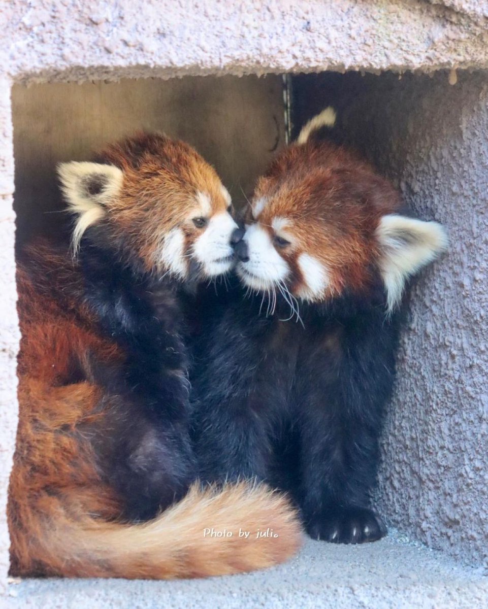 I heard I haven't been in the exhibition recently, but I wonder if I'll be able to meet you~ I miss you~
#redpandaparticle
#redpandaart
#pandaroux
#babypandatao
#redpanda
#redpandamedia
#redpandababy
#pandaclub