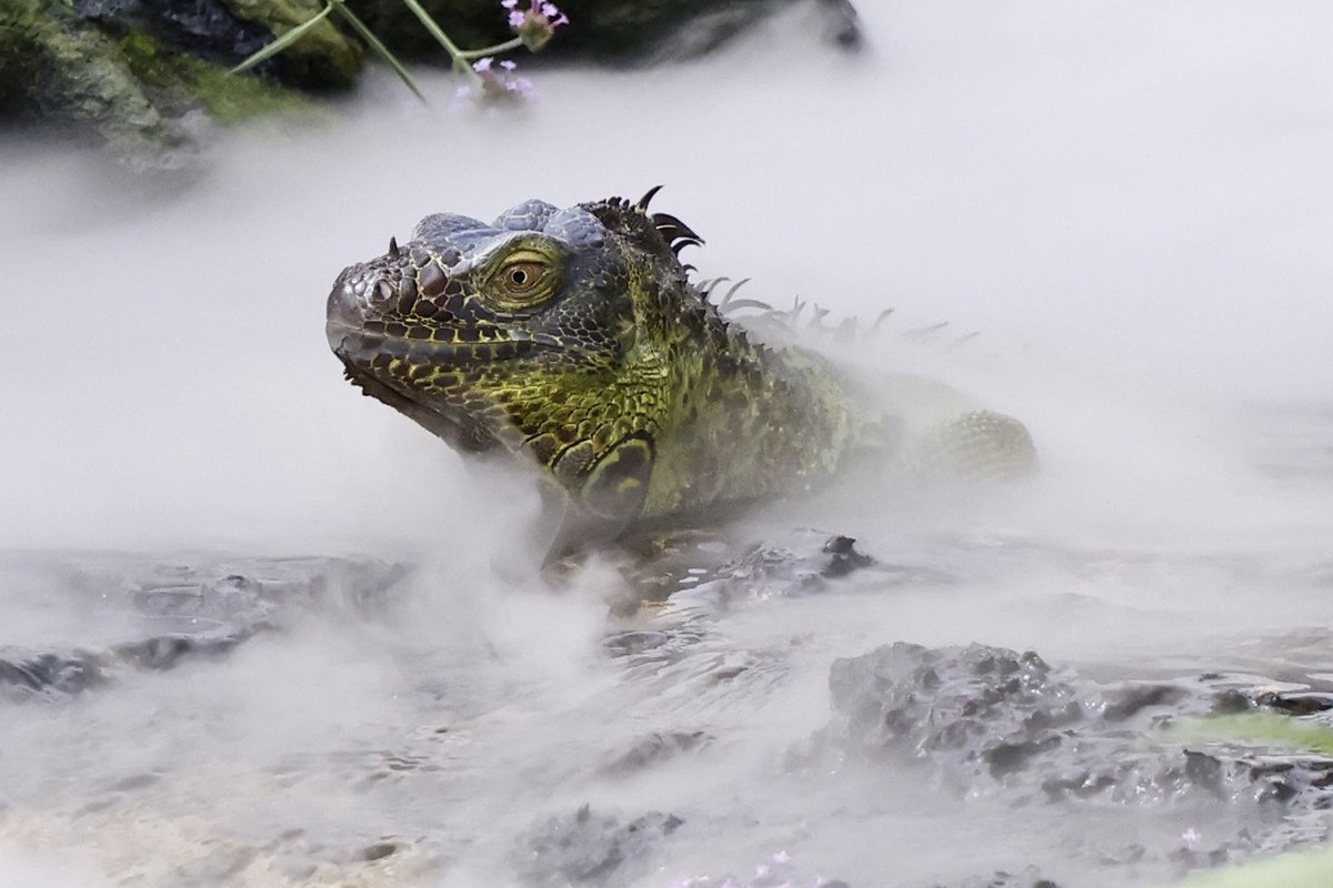 Billingham Town Crier tweet media
