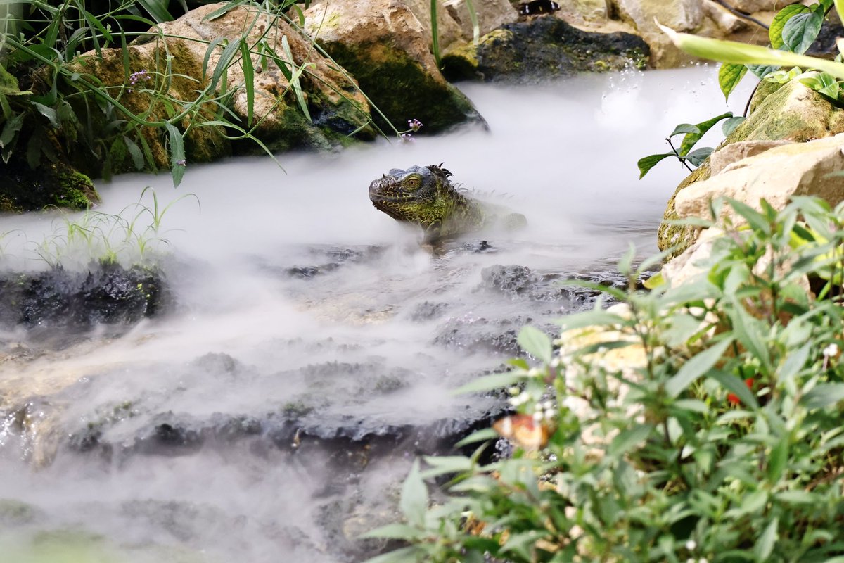 Billingham Town Crier tweet media