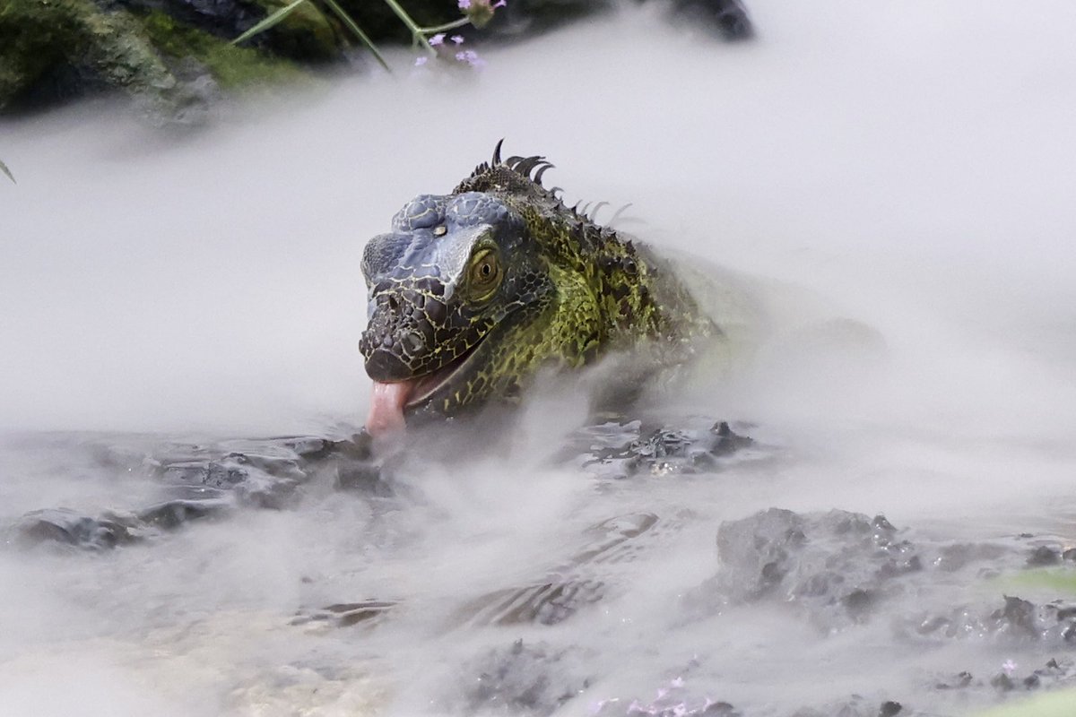 Billingham Town Crier tweet media