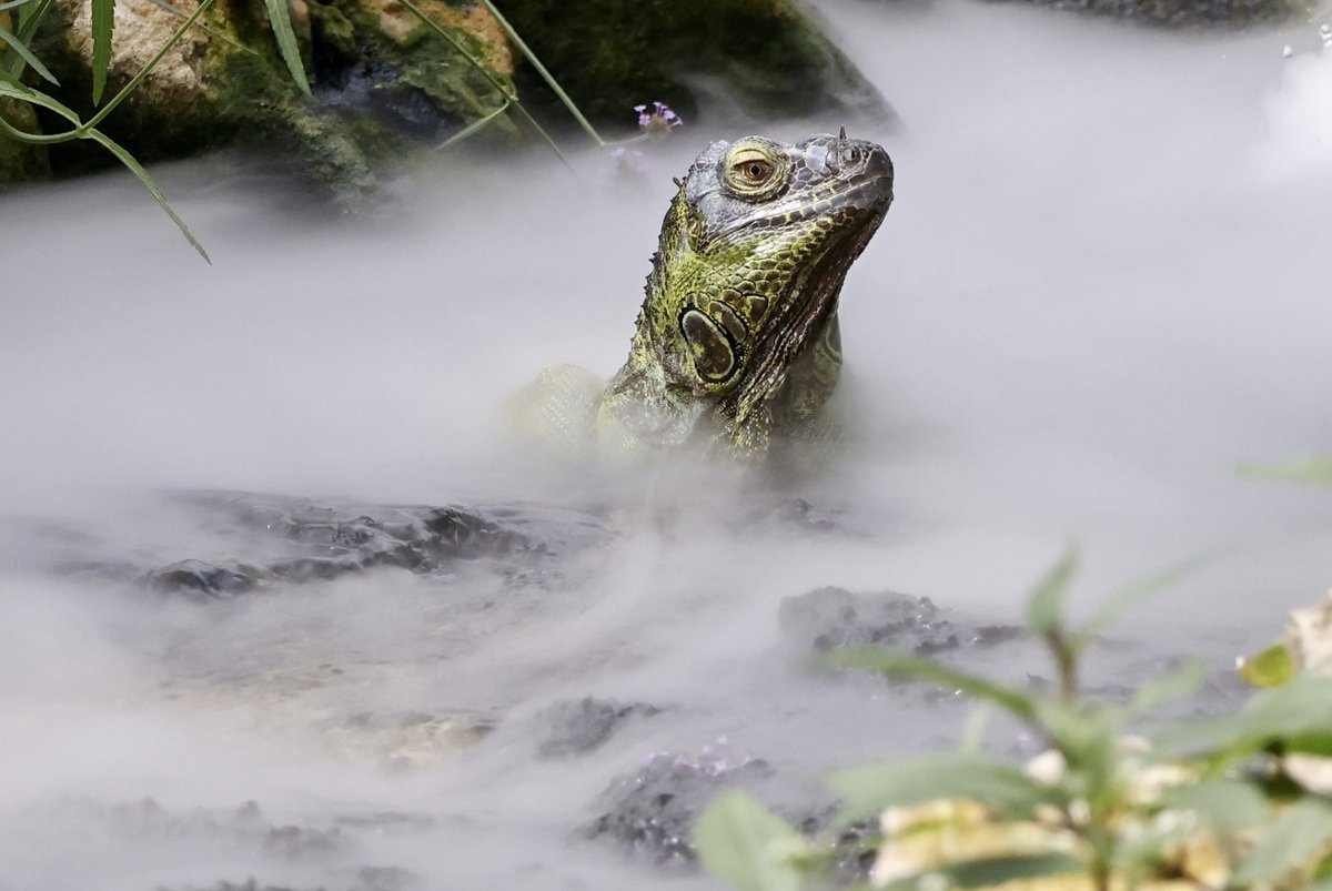 Billingham Town Crier tweet media