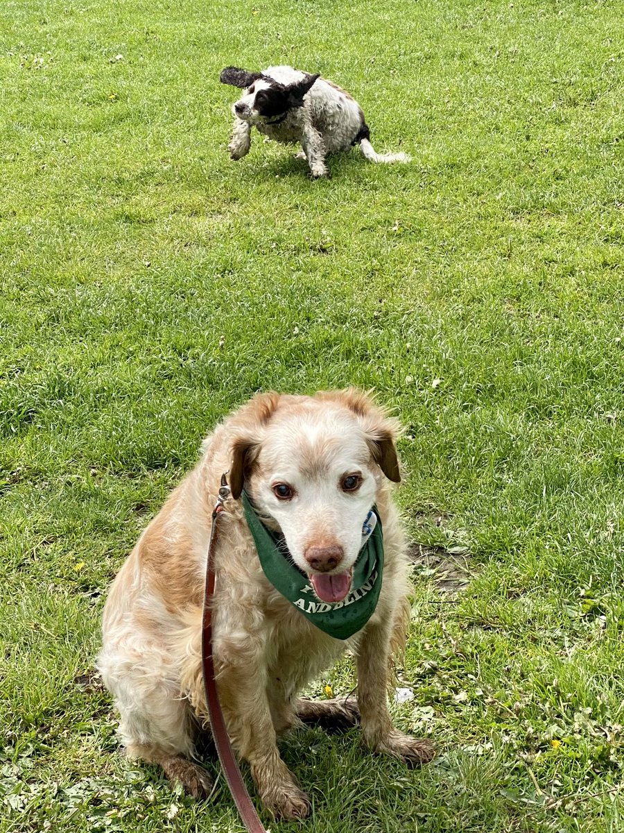 SpanielsSuper's tweet photo. Mum is Mo making me look silly?
Is she doing silly things behind me?
#IThinkSheIs #WhatsSheDoing #Embarrassing https://t.co/o39D555d5E
