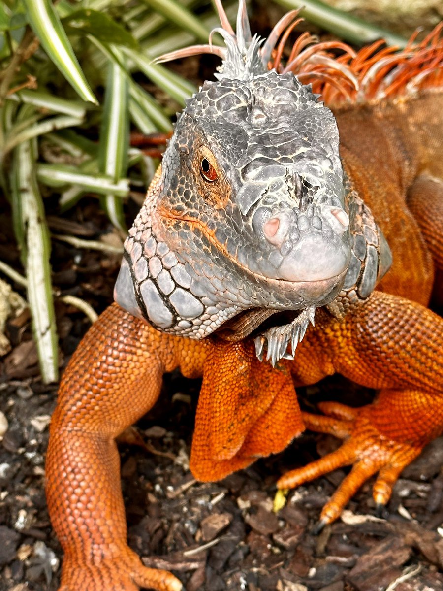 Billingham Town Crier tweet media