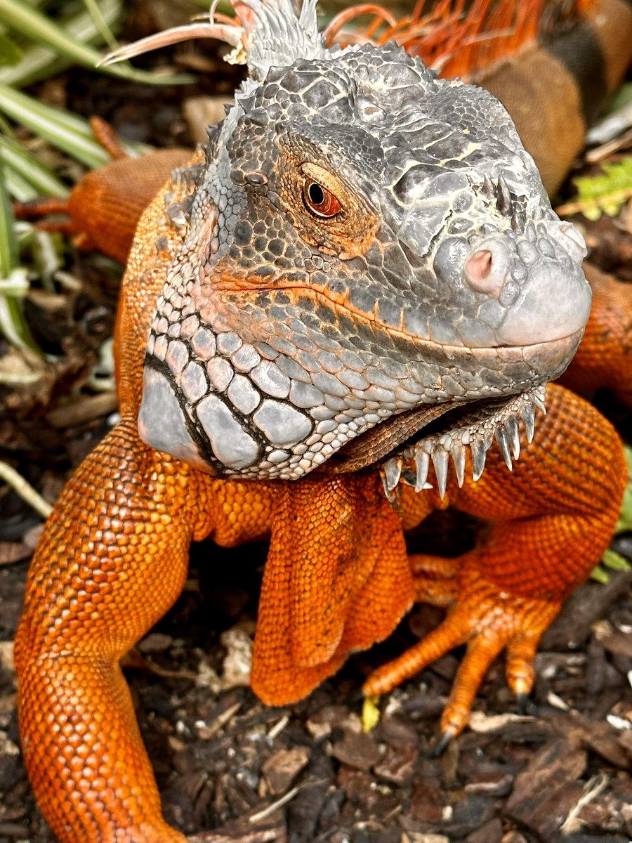 Billingham Town Crier tweet media