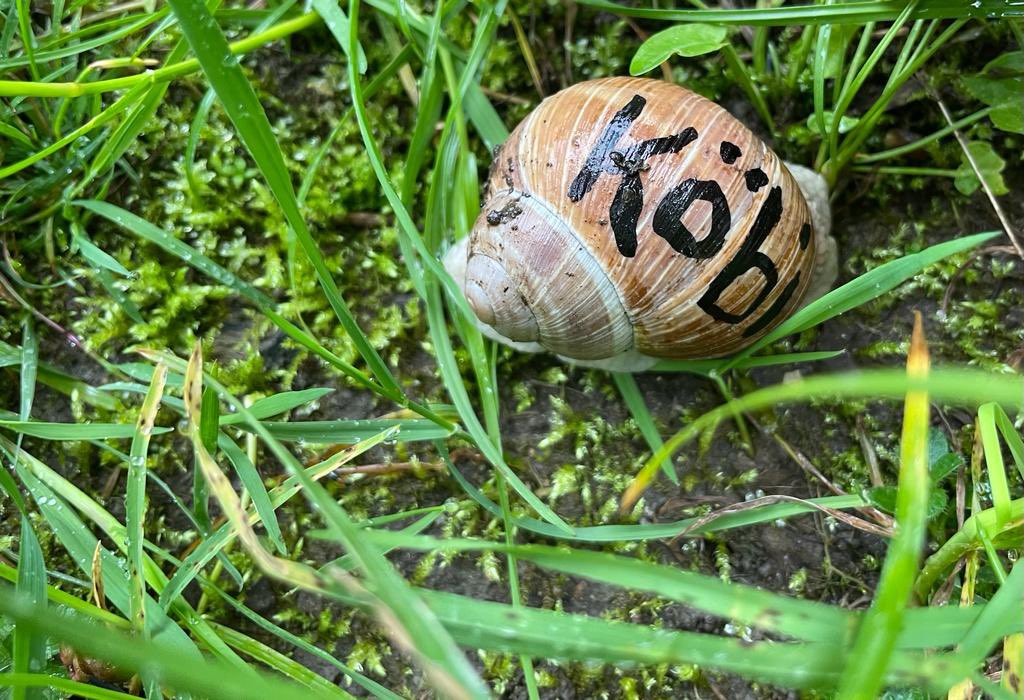 MartinRisch's tweet photo. #Schnecke Köbi gesichtet. Ausgebüxt? Vermisst jemand #Köbi? Er ist aktuell in #Reichenburg unterwegs.
#WANTED #AnimalCrossing #NaturePhotograhpy #snailrace #Regentage #Wetter #Tierreich https://t.co/EscMWSpoNm