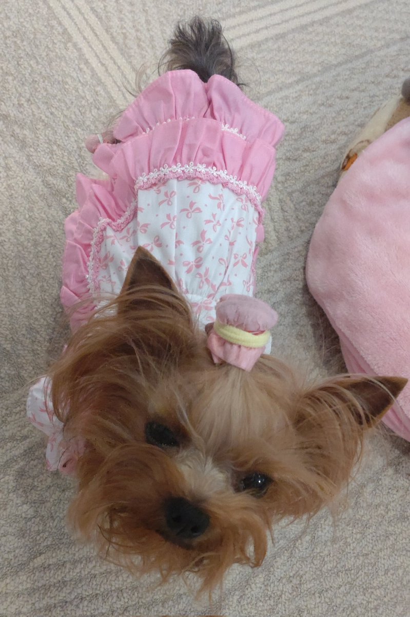 ママさんは　通院その他で　バタバタ　バタん😖💦💨していますが
エンジェルは　いつも通りに元気MAXです
大人になるのを完全に放棄して
毎日　無邪気に駆け回ってます
ピンクのワンピースが気に入ったみたいで　はしゃいでました😊
#ヨーキー #ヨークシャーテリア
#甘えん坊天使もピンク好き