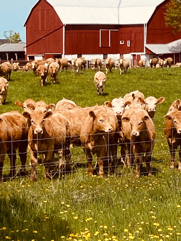CindyRayAGPinn's tweet photo. I just #ResQwalked 2.64 mi in support of animals in need! Thanks  https://t.co/pbipU96onJ https://t.co/SNNTh9EOaG